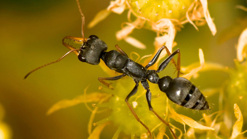 New research marks 25 years of Jack Jumper ant venom immunotherapy -  National Allergy Centre of Excellence