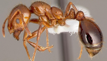 Call for widespread eradication program to reduce allergy risks from red imported fire ants