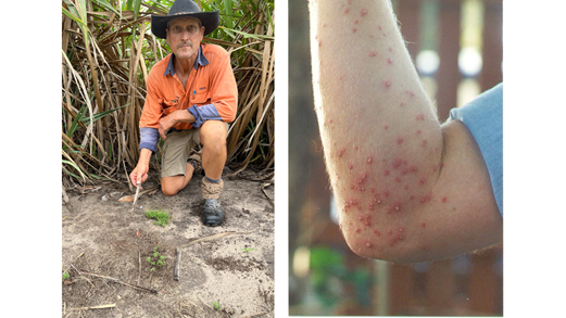 Greg Zipf red imported fire ants