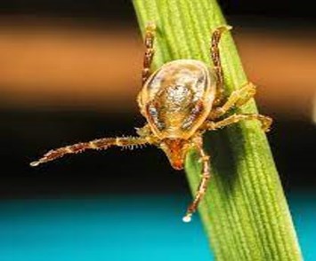 Tick-induced allergies